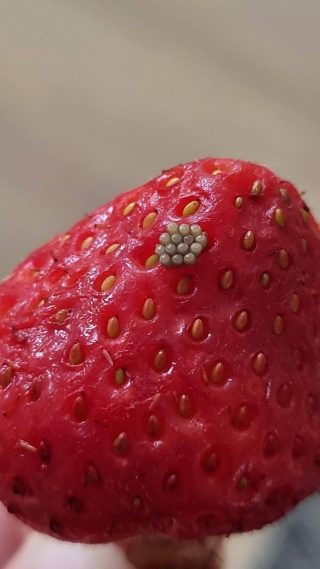 🍓 White Worms in Strawberries After Salt Water Soak — Should You Throw Them Away?