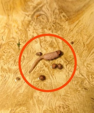 I was cooking ground beef and when I took it out of the pan, WRK I noticed a strange object that didn’t look like beef.