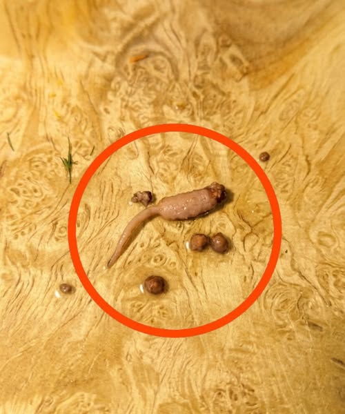 I was cooking ground beef and when I took it out of the pan, WRK I noticed a strange object that didn’t look like beef.